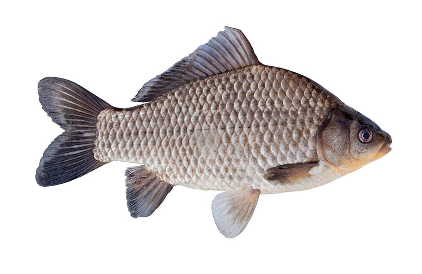 Prussian carp clearance
